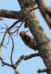 Dendrocopos hyperythrus