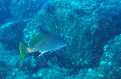 Sciaena umbra