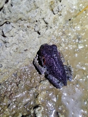 Leptobrachium hasseltii