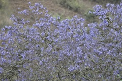 Jacaranda mimosifolia