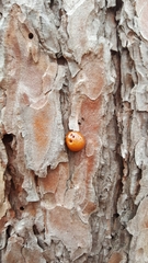 Cryptoporus volvatus