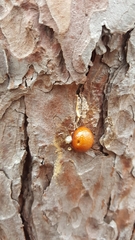 Cryptoporus volvatus