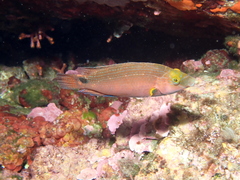 Symphodus mediterraneus