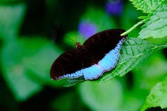 Tanaecia iapis puseda