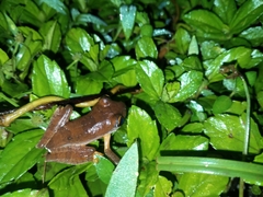 Rhacophorus margaritifer