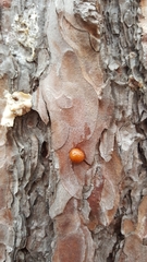 Cryptoporus volvatus