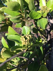 Gynochthodes candollei