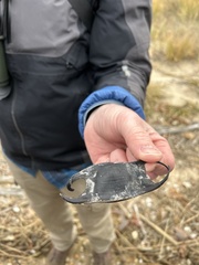 Rostroraja eglanteria