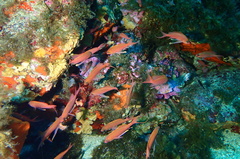 Anthias anthias