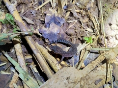 Cyrtodactylus semiadii