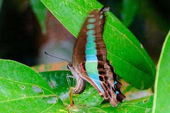 Graphium sarpedon luctatius
