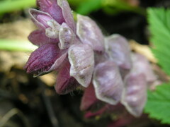 Lathraea squamaria