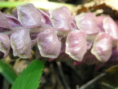 Lathraea squamaria