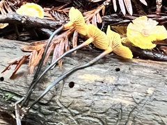 Xeromphalina cauticinalis