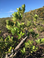 Gynochthodes candollei
