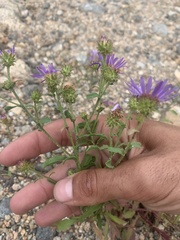 Dieteria bigelovii