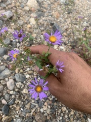 Dieteria bigelovii