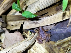 Microhyla achatina