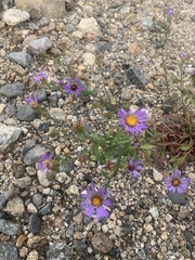 Dieteria bigelovii