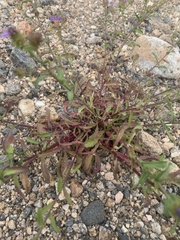 Dieteria bigelovii