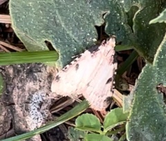 Aglossa costiferalis