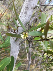 Gynochthodes deplanchei