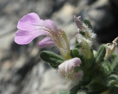 Ajuga iva