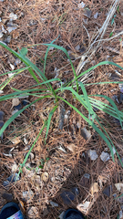 Chasmanthium sessiliflorum