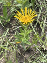 Berkheya insignis