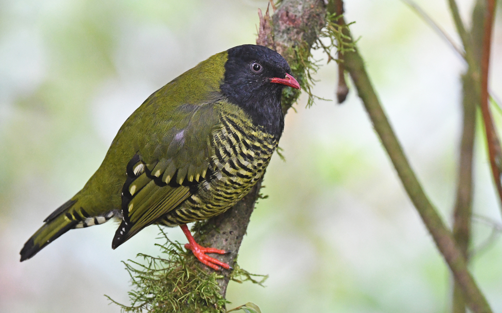 Barred Fruiteater photo