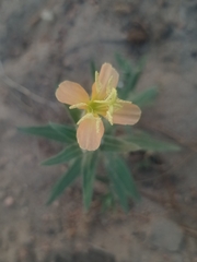 Oenothera mollissima