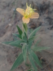 Oenothera mollissima