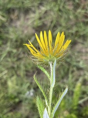 Berkheya insignis
