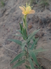 Oenothera mollissima