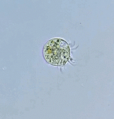 Rimostrombidium