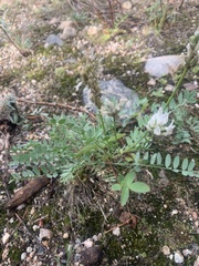 Astragalus laxmannii