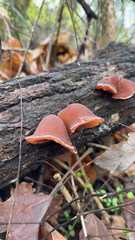 Auricularia auricula-judae