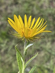 Berkheya insignis