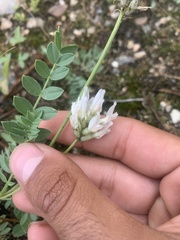 Astragalus laxmannii