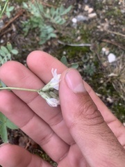 Astragalus laxmannii