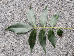 Carya