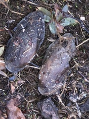 Sagittunio subrostratus