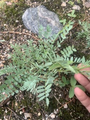 Astragalus laxmannii
