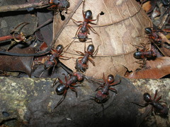 Myrmotarsus