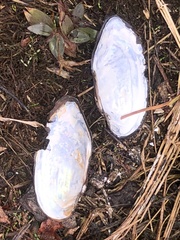 Sagittunio subrostratus