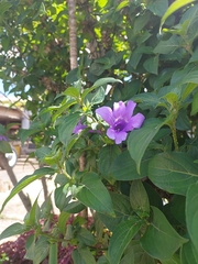 Ruellia simplex