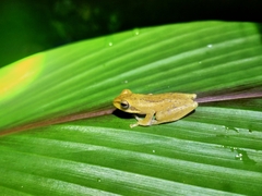 Chirixalus pantaiselatan