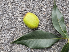 Carya