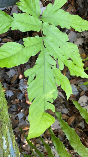 Incised halberd fern (Tectaria incisa)