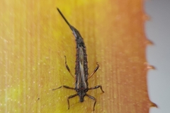 Idolothrips spectrum